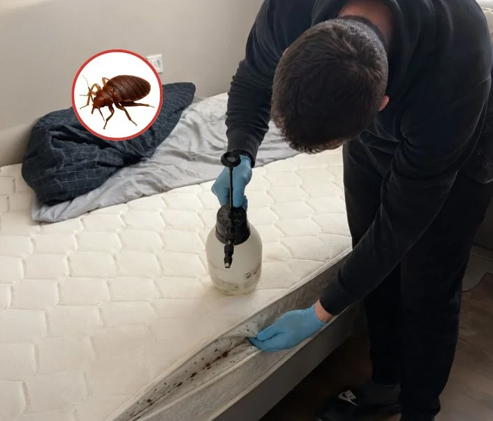 Technicien traitant un matelas contre les punaises de lit à Nemours